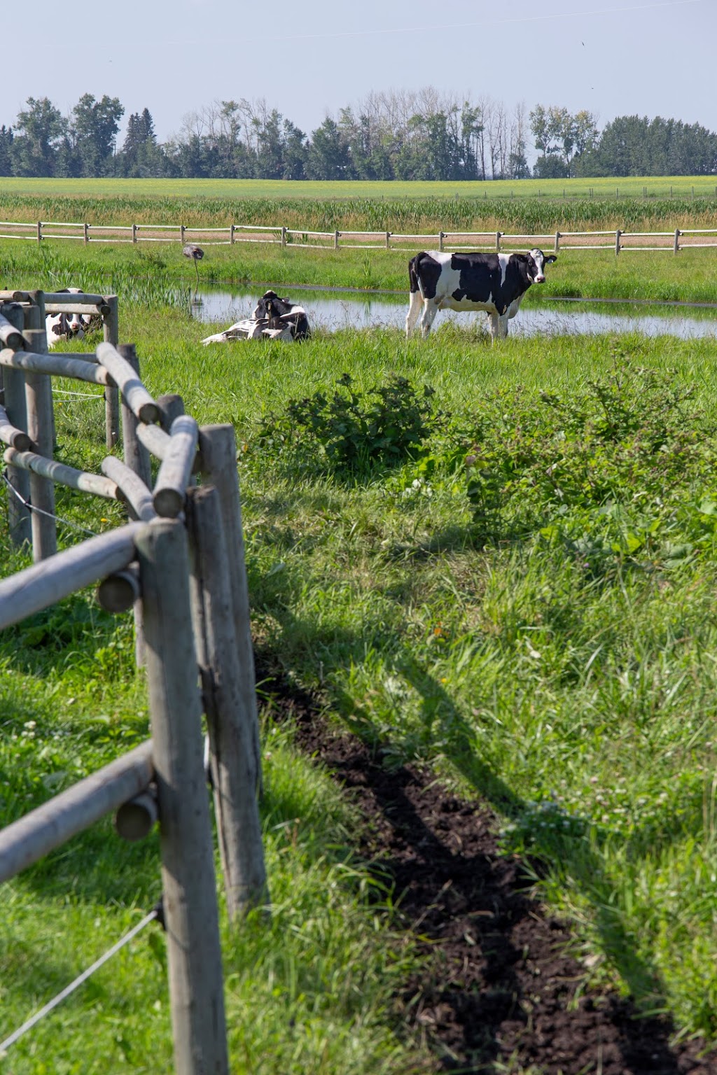 Black & White Dairy / Muilwijk Friesians | 40025 Range Road 280, AB T4M 0W8, Canada | Phone: (403) 885-0345