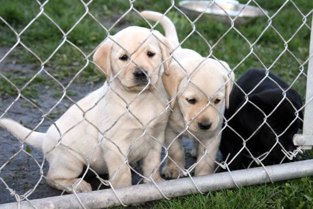 Rickway Kennels | 35091 Oakwood Rd 64N, Anola, MB R5L 0E2, Canada | Phone: (204) 755-2338