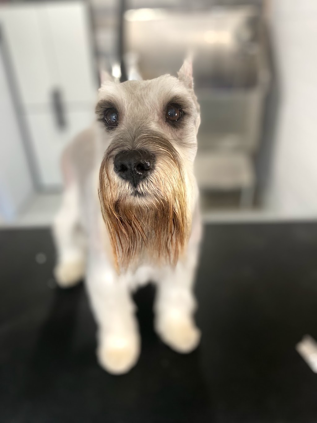 Canine Corner Grooming | 874 Krosno Blvd, Pickering, ON L1W 1H3, Canada | Phone: (416) 303-7734