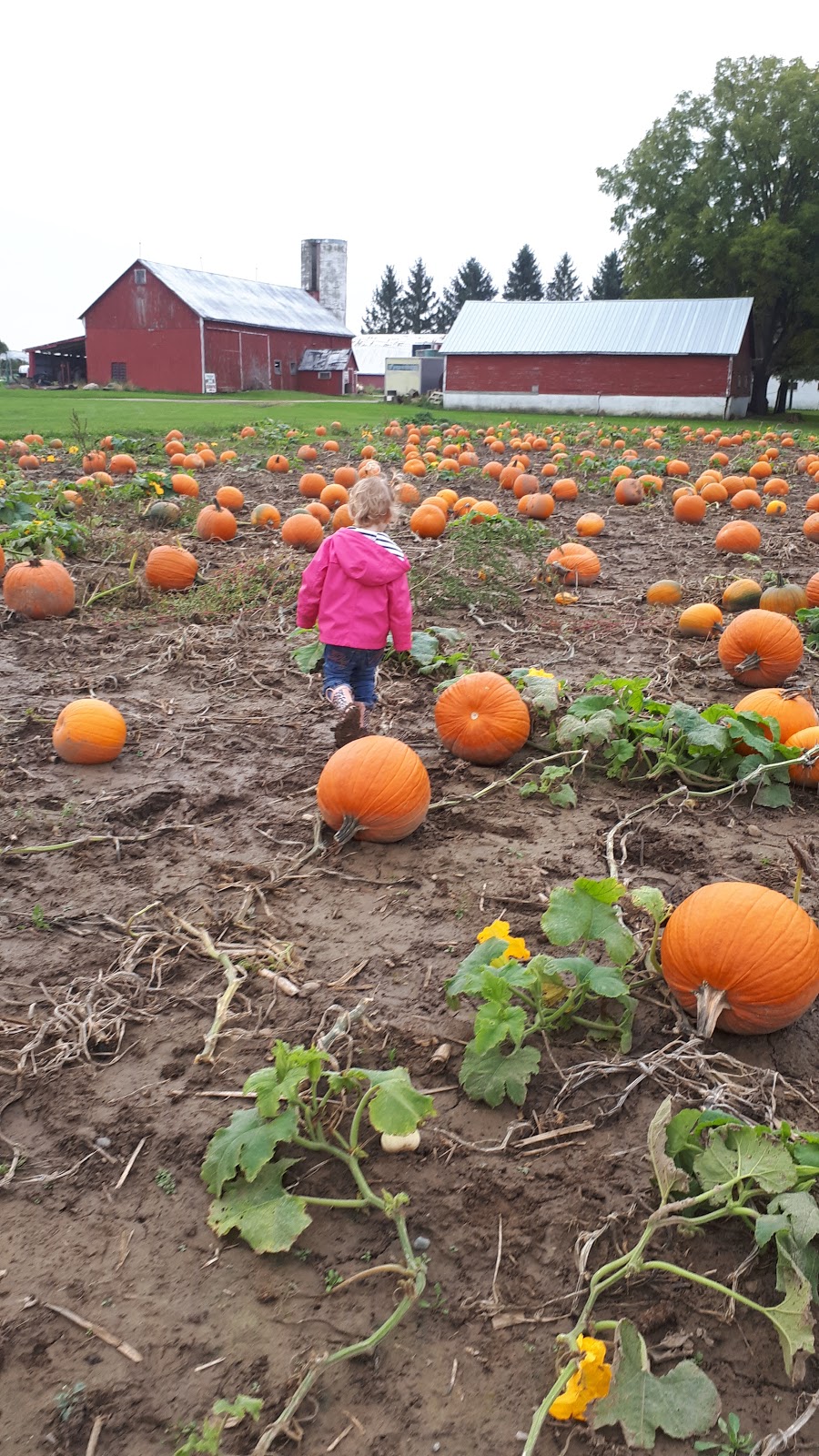 Ferguson Berries And Vegetables | 11026 Wellington Rd, St. Thomas, ON N5P 3T1, Canada | Phone: (519) 631-6589