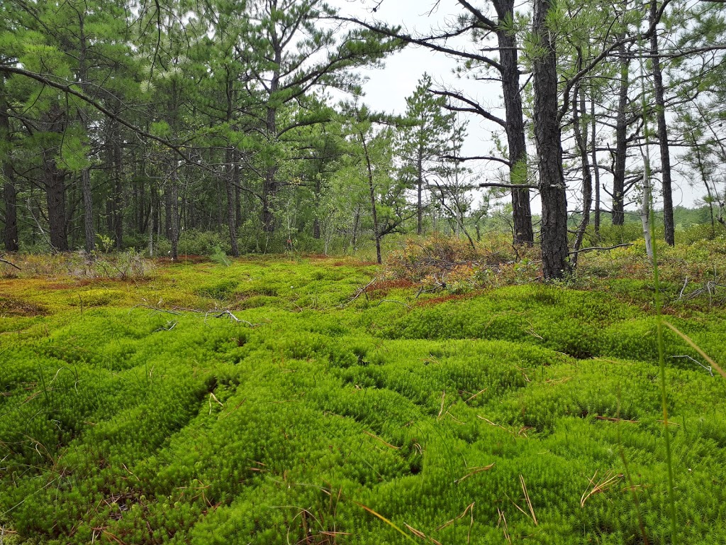 Pitch Pine Ecological Reserve | Montée du Rocher, Saint-Antoine-Abbé, QC J0S 1N0, Canada