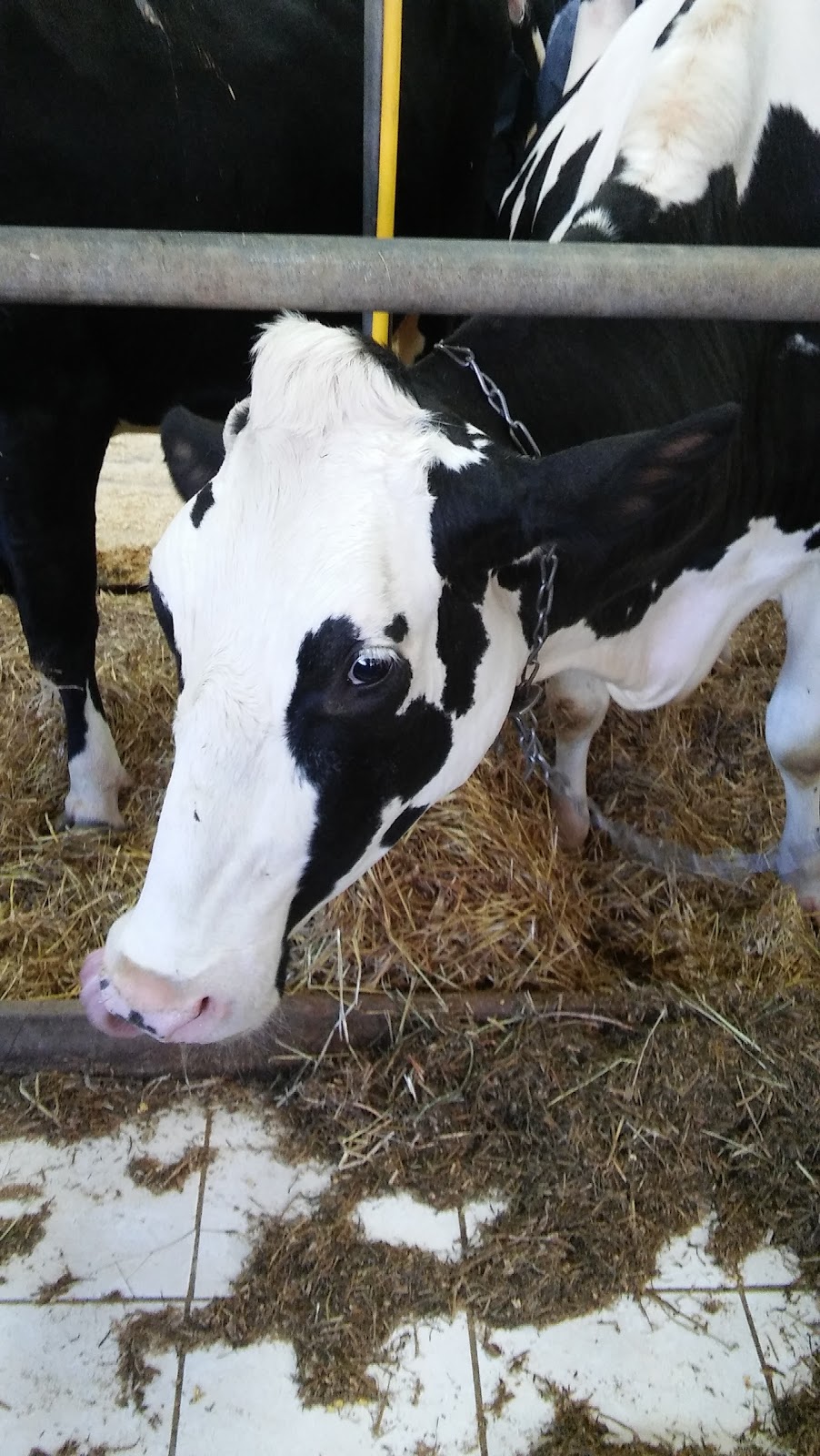 Ferme Boisblanc Holstein inc. | 651 Rte du Bois Blanc, Saint-Justin, QC J0K 2V0, Canada | Phone: (819) 227-2579