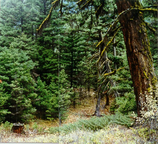 Xaxlip Community Forest | 1433 Fountain Vly Rd, Lillooet, BC V0K 1V0, Canada | Phone: (250) 256-4228