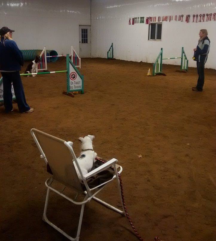 On Target Dog Training | 188 Burbridge Rd, Colborne, ON K0K 1S0, Canada | Phone: (905) 355-1707