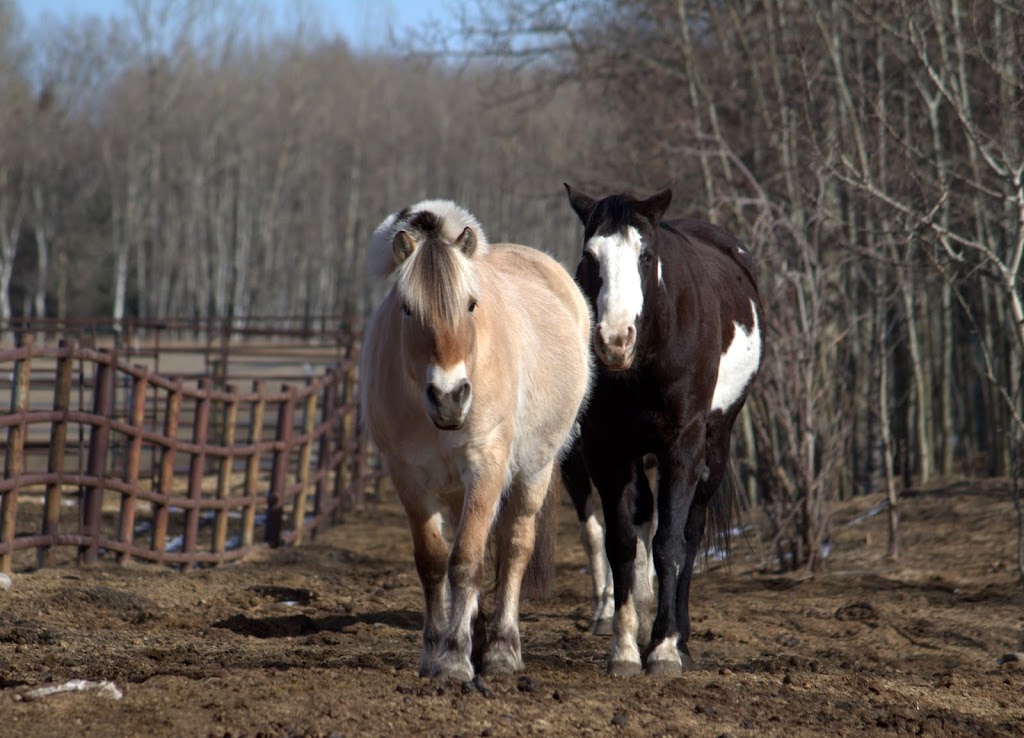 4:13 Therapeutic Riding Association | High Country Equestrian Center, 240020 Range Rd 42, Calgary, AB T3Z 2X3, Canada | Phone: (403) 242-9387