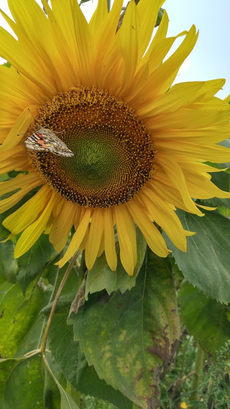 Nova Scotias Sunflower Maze | 792-1338, Nova Scotia Trunk 1, Falmouth, NS B0P 1L0, Canada | Phone: (902) 790-0542