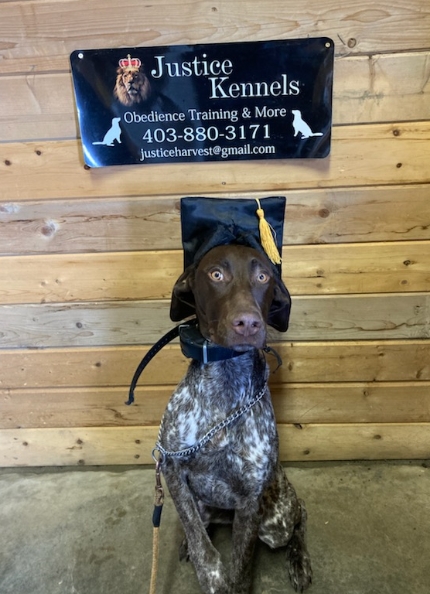 Justice Kennels, Dog Obedience Training | Township Rd 260, Lyalta, AB T0J 1Y0, Canada | Phone: (403) 880-3171