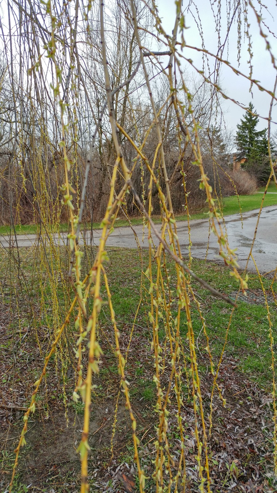 Calvert Park | Etobicoke Creek Trail, Brampton, ON L6V 3A8, Canada