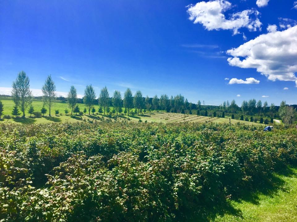 Ferme ruisseau des chasseurs | 2560 Rue Saint-Jean-Baptiste, Jonquière, QC G7X 7V5, Canada | Phone: (418) 591-3711