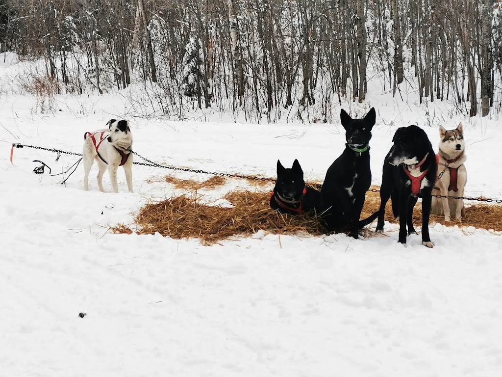 Chien Aventures/Sled Dog Adventures | 5586 route 134, Allardville Parish, NB E8L 1A8, Canada | Phone: (506) 583-1717