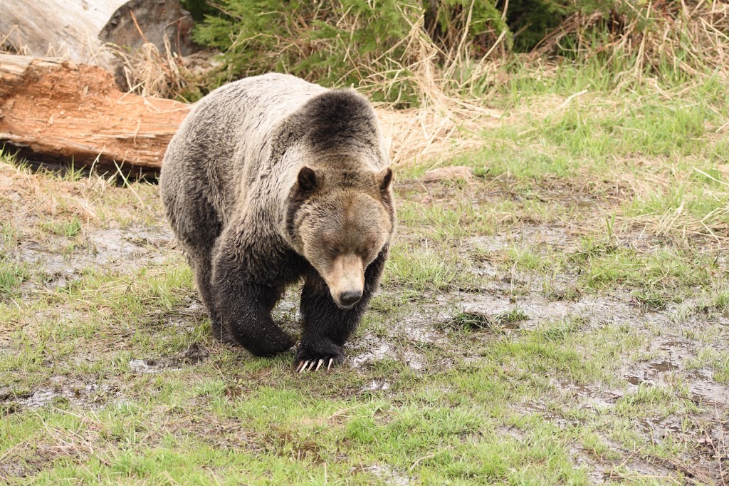 Grouse Mountain Grizzly Bear Habitat | North Vancouver, BC V7R, Canada | Phone: (604) 980-9311