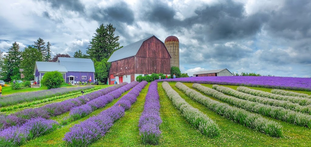 Apple Hill Lavender | 1795 Windham Road 11, Windham Centre, ON N0E 2A0, Canada | Phone: (519) 410-2267