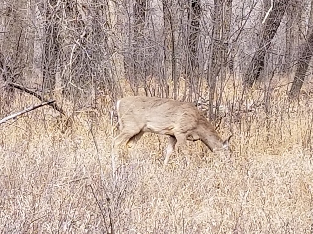 Lethbridge Nature Reserve | 300 Indian Battle Rd S, Lethbridge, AB T1J 0P6, Canada | Phone: (403) 320-3064