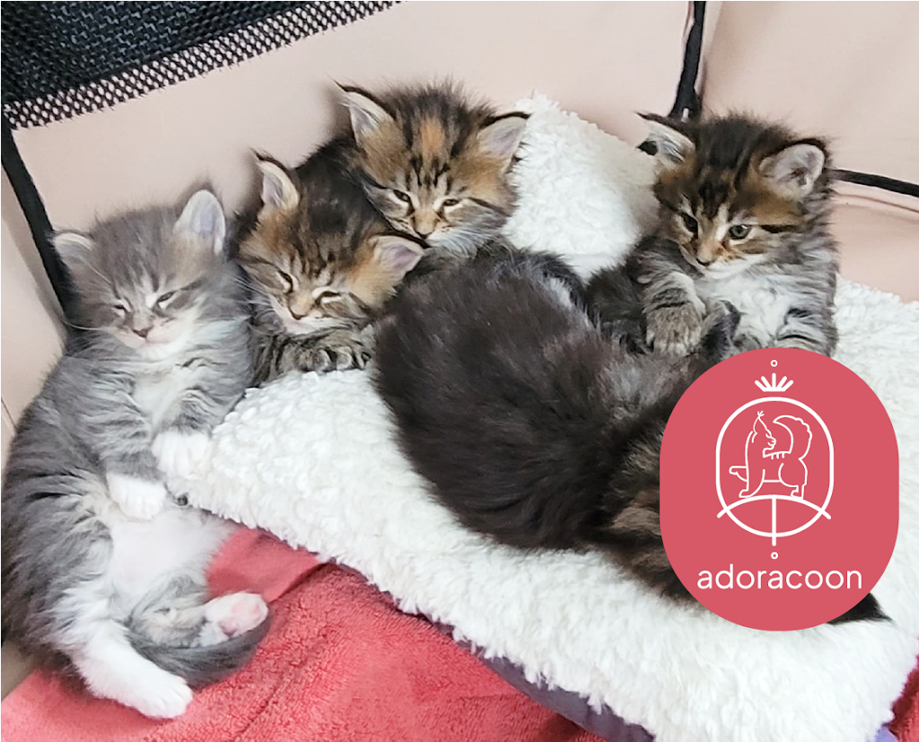 Adora Coon. Maine Coon Cattery | River Rd E, Wasaga Beach, ON L9Z 2M1, Canada | Phone: (416) 837-8537