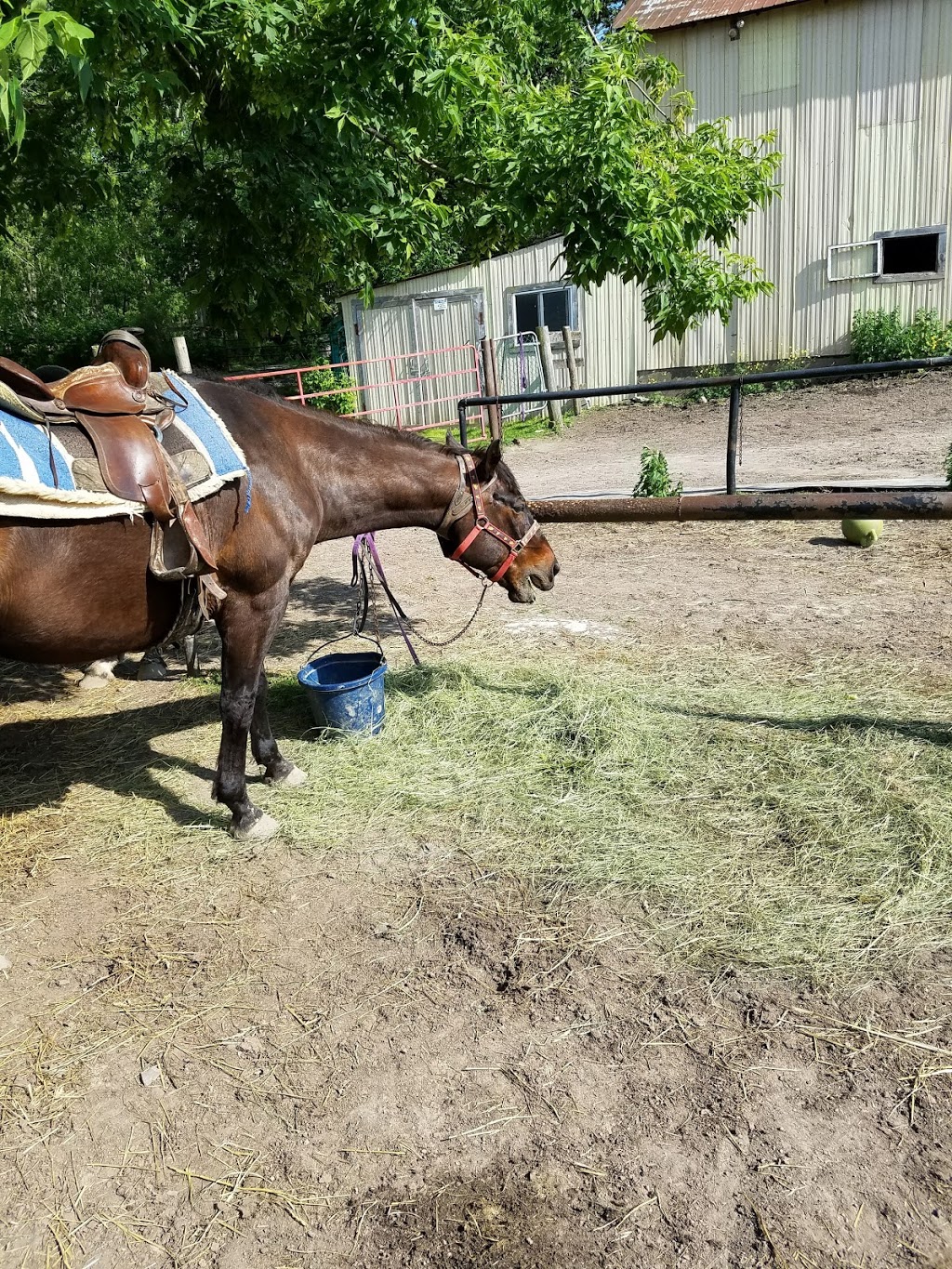 Niagara Riding Stables | 471 Warner Rd, Niagara-on-the-Lake, ON L0S 1J0, Canada | Phone: (905) 262-5101