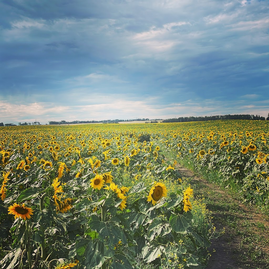 Sunflower Valley Farms | 25528 Township Rd 410, LACOMBE COUNTY, AB T4L 2N4, Canada | Phone: (403) 506-3374