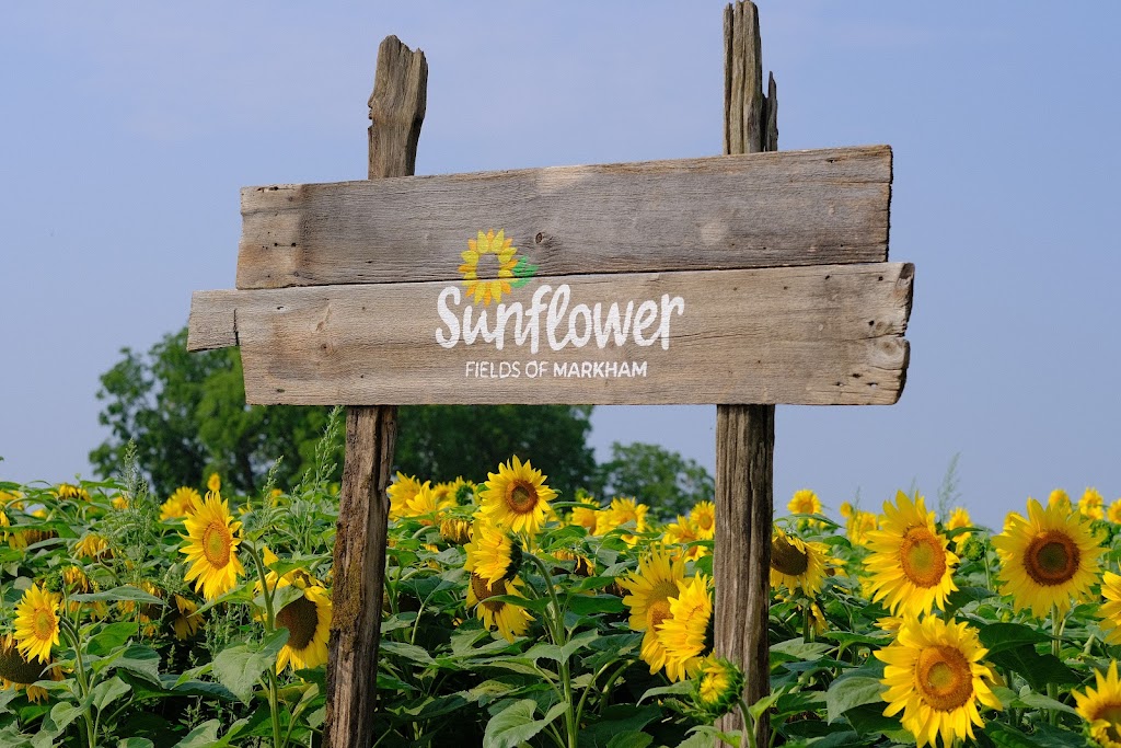 Sunflower Fields of Markham | 10378 ON-48, Markham, ON L3P 3J3, Canada | Phone: (416) 859-6159