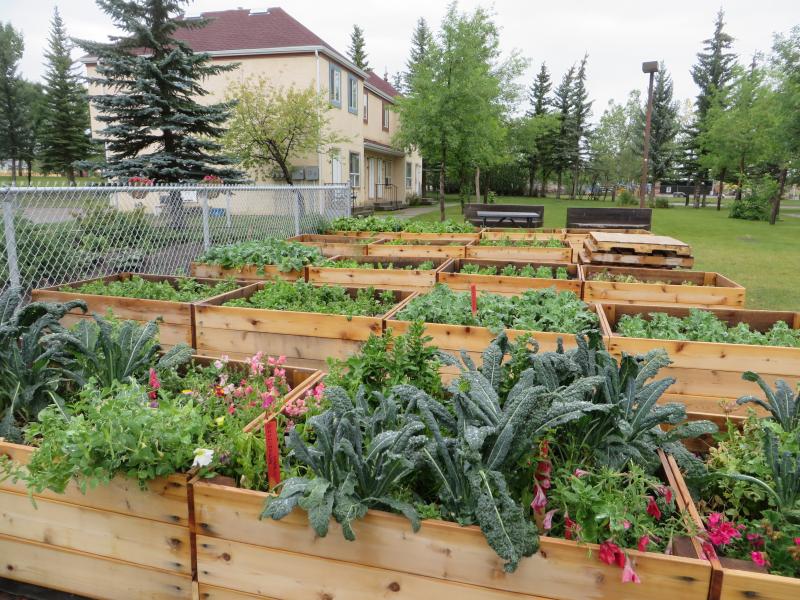 SAMRU Community Garden | 10 Mt Royal Ct SW #8, Calgary, AB T3E 6X4, Canada | Phone: (403) 440-8779