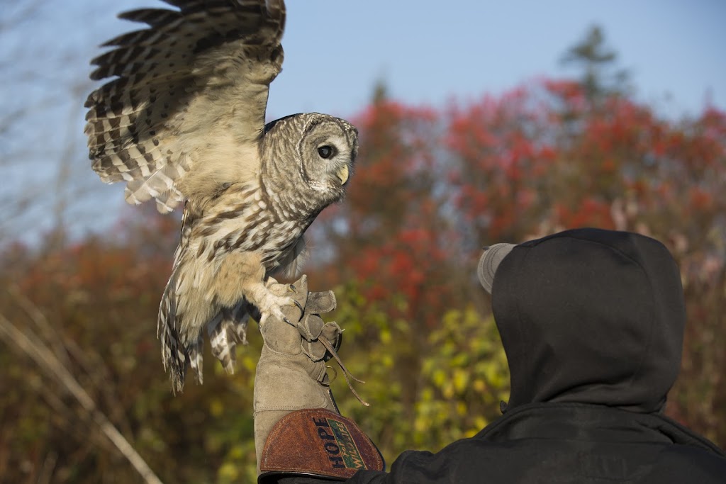 Hope For Wildlife | 5909 NS-207, Musquodoboit Harbour, NS B0J 2L0, Canada | Phone: (902) 407-9453