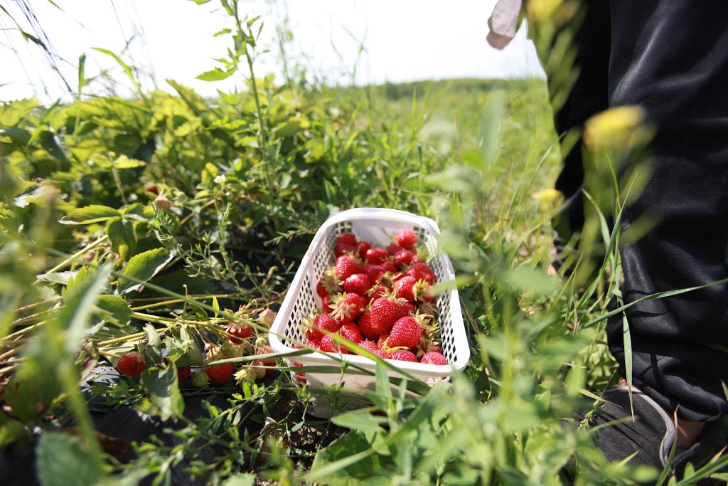 Local Food Manitoulin | 48 Hillside Rd, Little Current, ON P0P 1K0, Canada | Phone: (705) 368-0229 ext. 270