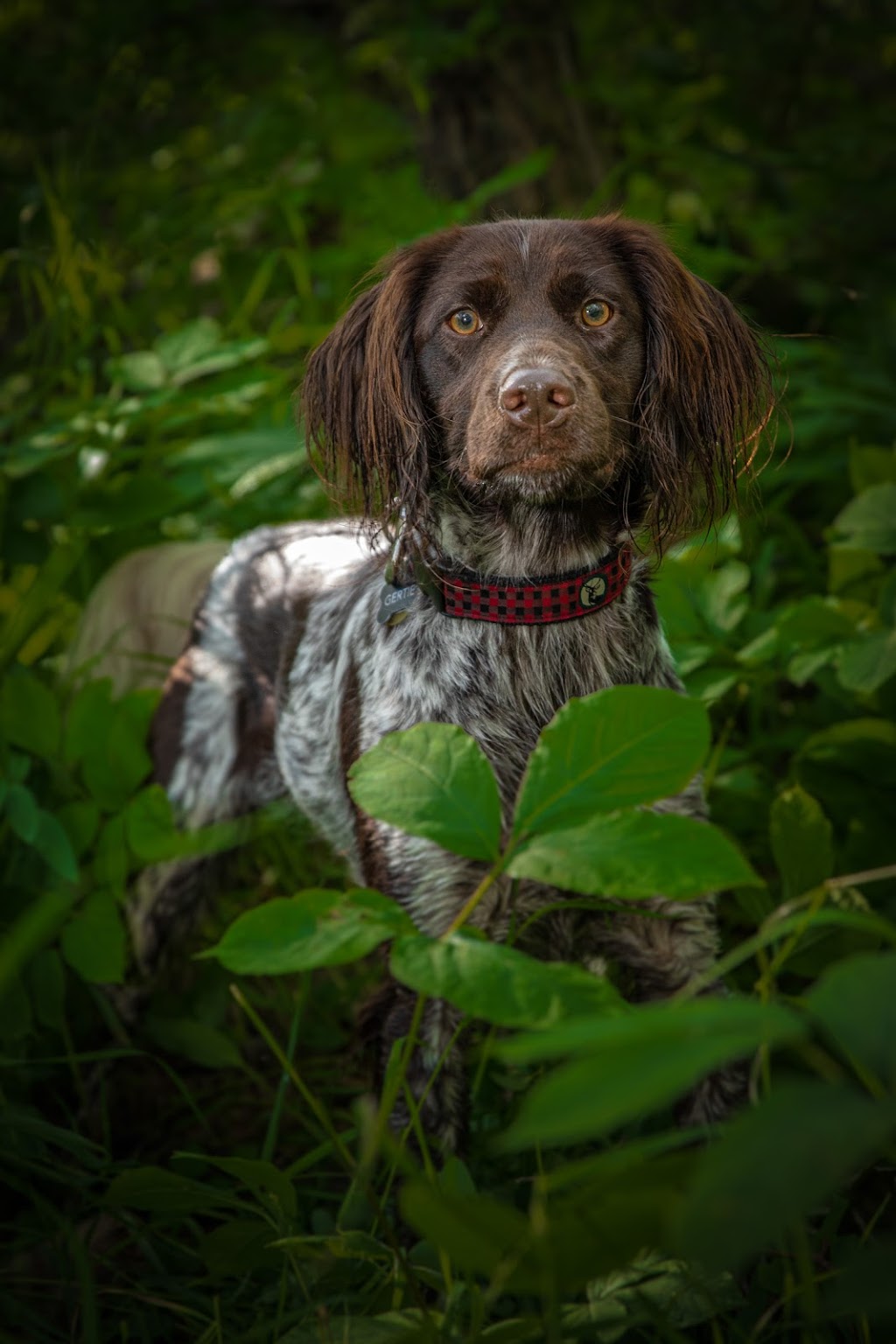 Doggie Photography | 160 Kulawy Dr NW, Edmonton, AB T6L 6Y9, Canada | Phone: (780) 966-1941