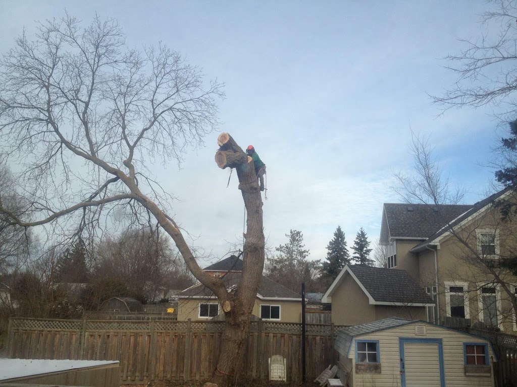 Arborstrong Tree Service | 2402 Concession, ON-6, Collingwood, ON L9Y 3Z1, Canada | Phone: (705) 351-8733