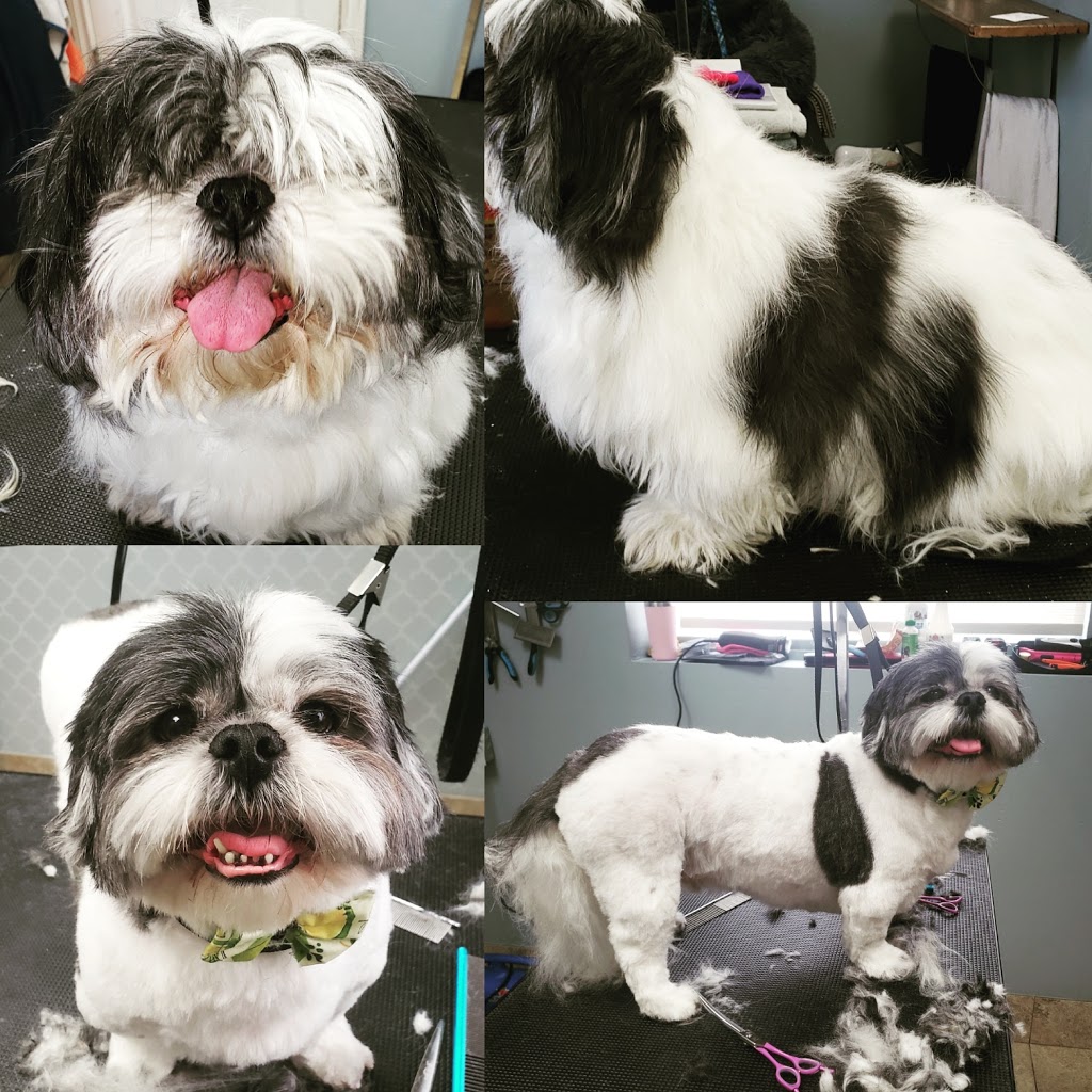 Shake a Paw Grooming & Spa | Side entrance, 437 Albert St, Waterloo, ON N2L 3V2, Canada | Phone: (416) 820-9515