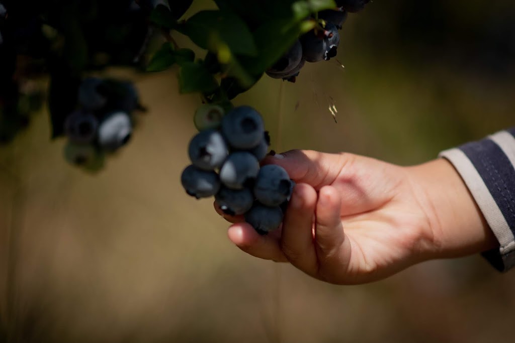 Haslam Creek Berry Farm-certified organic blueberry | 2900 Rugby Road, Nanaimo, BC V9X 1T2. Or, 2900 Beck Rd, Nanaimo, BC V9X 1T2, Canada | Phone: (250) 797-0623