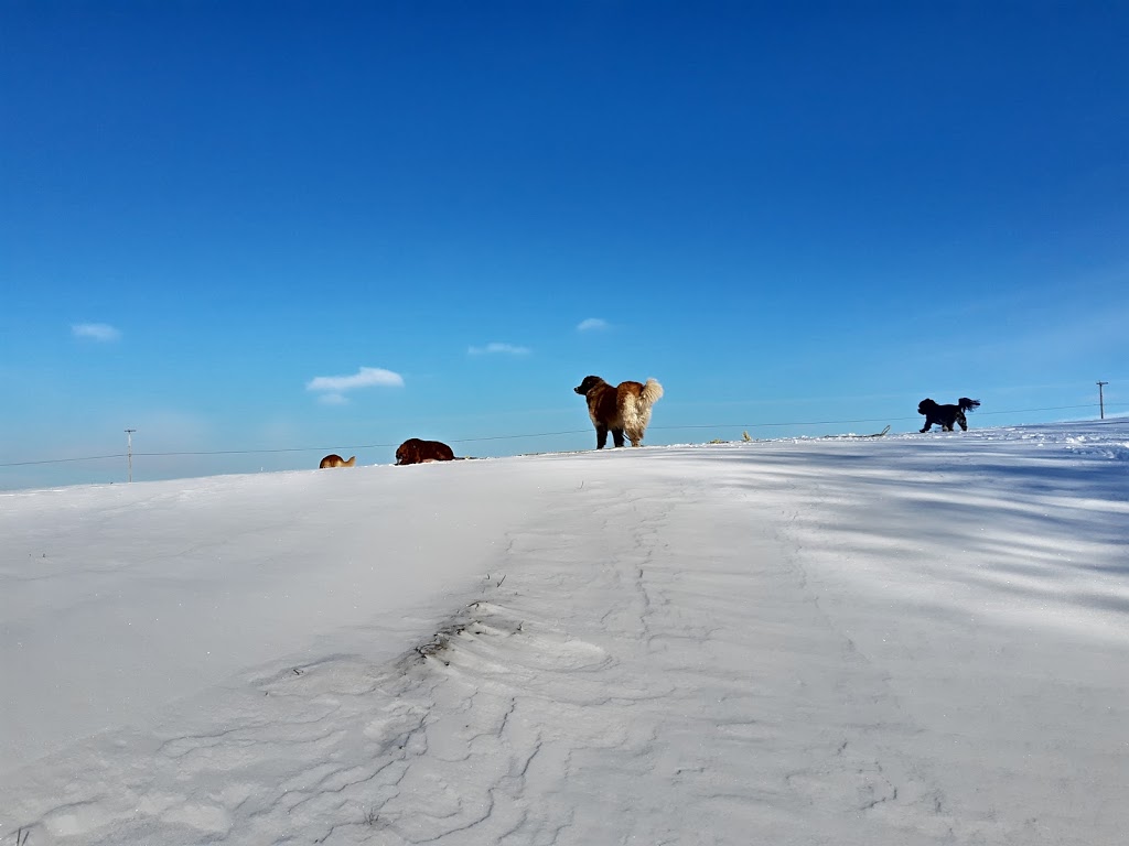 Garderie Canine Des -Saults | 750 Rang Sainte-Anne, Sainte-Brigitte-des-Saults, QC J0C 1E0, Canada | Phone: (819) 336-4389