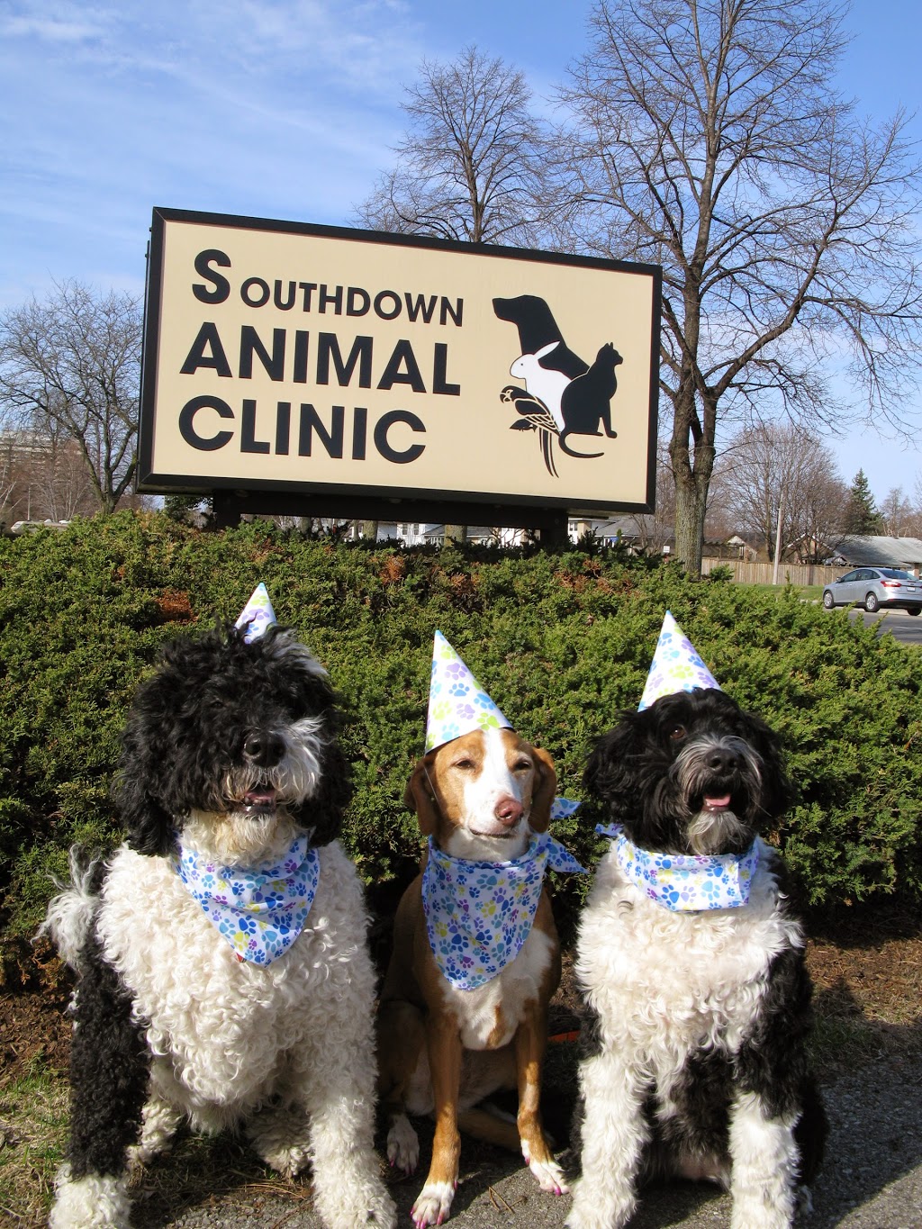 Southdown Animal Clinic | 2106 Truscott Dr, Mississauga, ON L5J 2A6, Canada | Phone: (905) 823-3900
