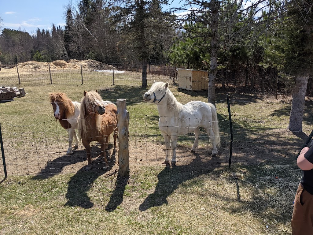 SAFE - Sanctuaire pour animaux de ferme de lEstrie | 508 Rte de Mansonville, Mansonville, QC J0E 1X0, Canada | Phone: (514) 609-8148