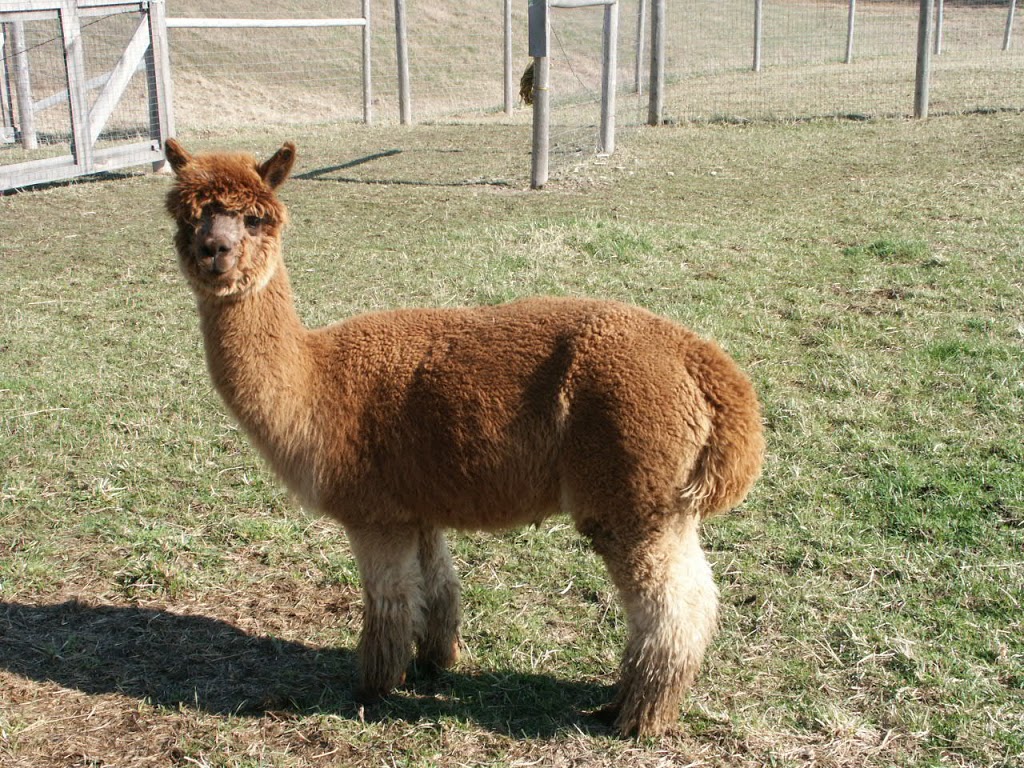 Great Canadian Alpaca Ranch | 223 Milgate Rd, Grafton, ON K0K 2G0, Canada | Phone: (905) 349-3722