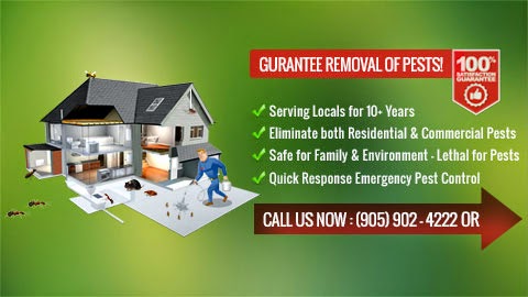 Pest Exterminators Hamilton | Hamilton, ON L8H 7P8, Canada | Phone: (289) 799-3140