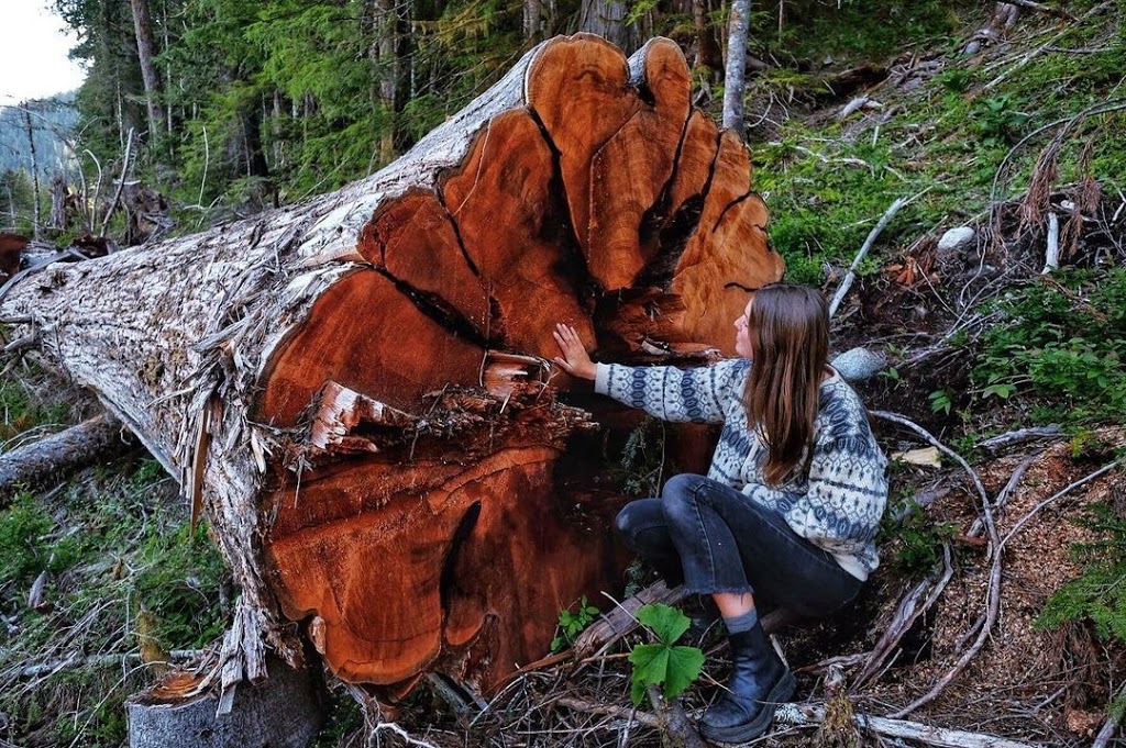 Fairy Creek Blockade HQ | Pacific Marine Rd, Port Renfrew, BC V0S 1K0, Canada | Phone: (250) 387-1715