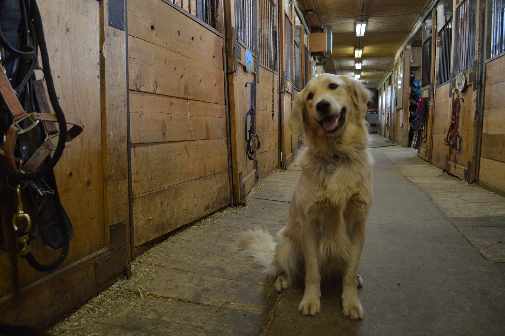 Equestrian Center Belle Rivière | 1463 Rang de la Belle-Rivière, Sainte-Julie, QC J3E 1Y2, Canada | Phone: (450) 922-2714