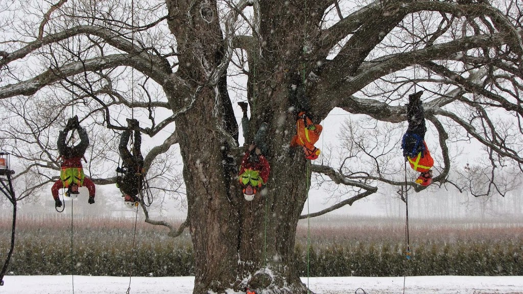 Shorthills Tree Service inc | 400 Chantler Rd, Welland, ON L3B 5N8, Canada | Phone: (905) 892-0261