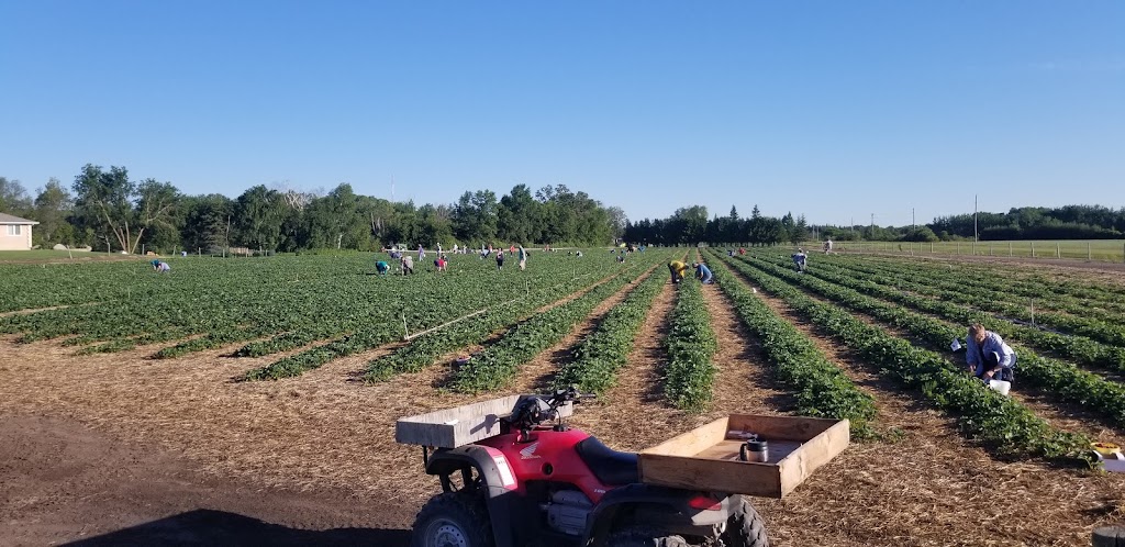 M&E Strawberries | Whitemouth River Rd E, Hadashville, MB R0E 0X0, Canada | Phone: (204) 426-2118