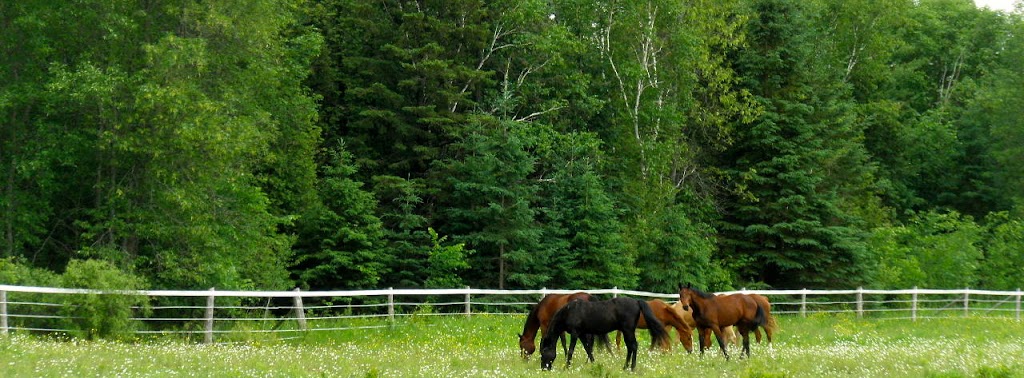 Silver Tree Stables | 121 Forest Park Rd, Pembroke, ON K8A 6W2, Canada | Phone: (613) 638-3155