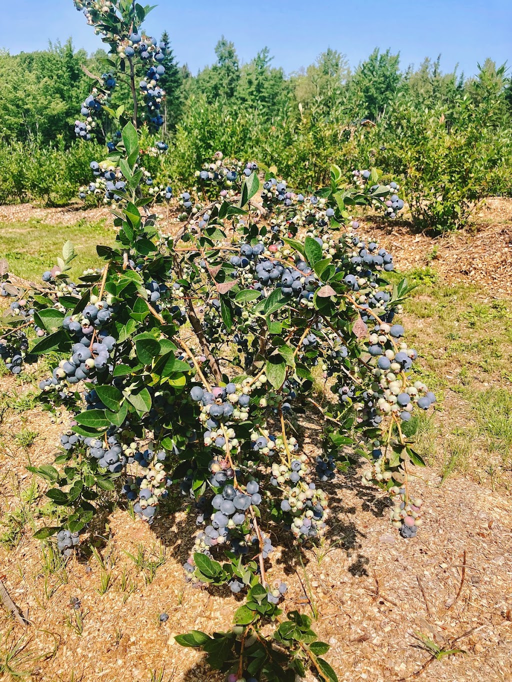 Berrywood Farms | 67 Jim Sutherland Rd, Tatamagouche, NS B0K 1V0, Canada | Phone: (902) 956-2116