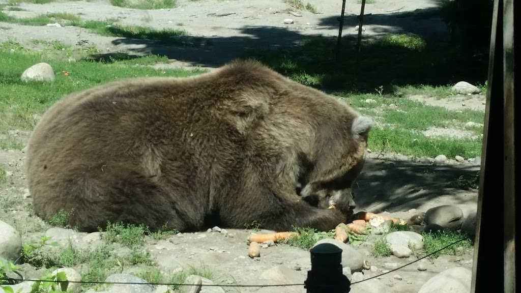 Grizzly Bear Exhibit | 2000 Meadowvale Rd, Scarborough, ON M1B 5K7, Canada | Phone: (416) 392-5929