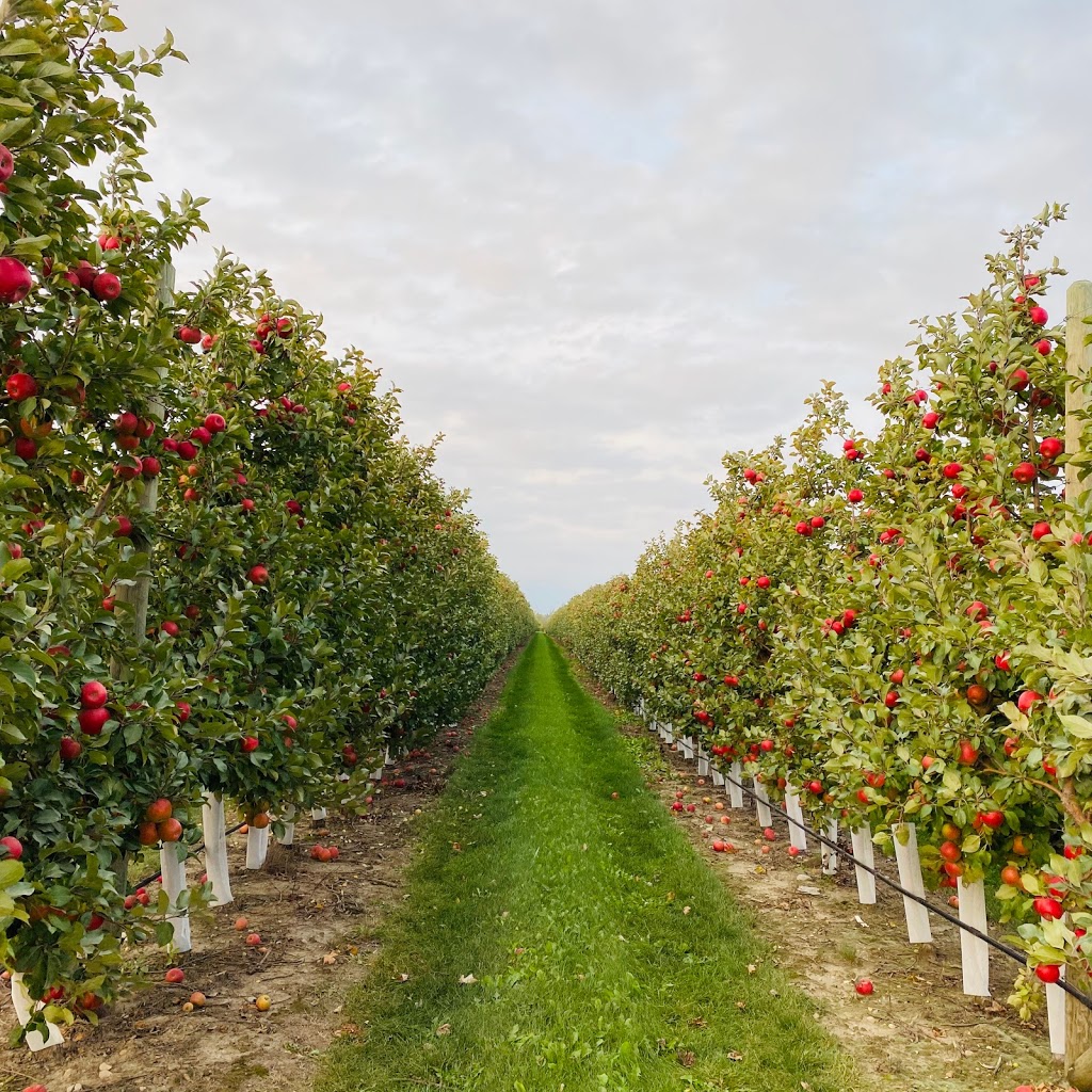 Shuh Orchards Apple Stand | 6515 Line 86, West Montrose, ON N0B 2V0, Canada | Phone: (519) 497-2204