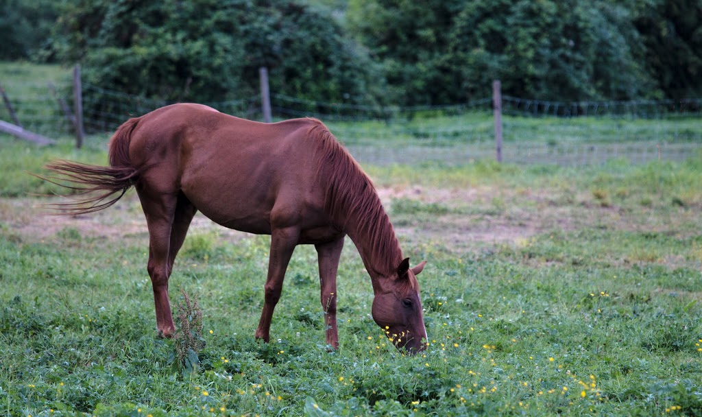 Countryside Kennels | 558 Prairie Ave, Port Coquitlam, BC V3E 0A6, Canada | Phone: (604) 945-0125