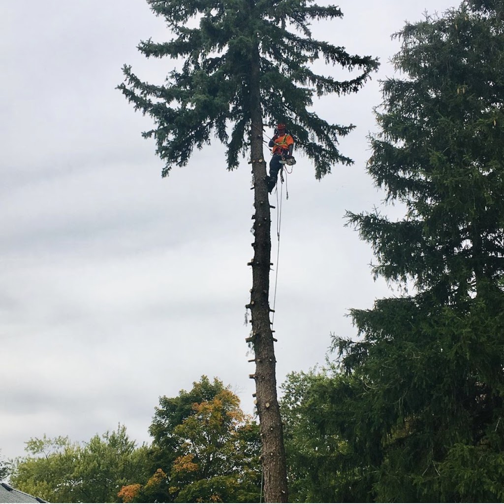 Tim’s Tree Removal | 10 Yellow Birch Dr, Kitchener, ON N2N 2M2, Canada | Phone: (519) 404-1986