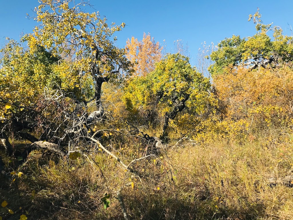 The Crooked Bush | Alticane, SK S0M 0A0, Canada | Phone: (306) 549-2331