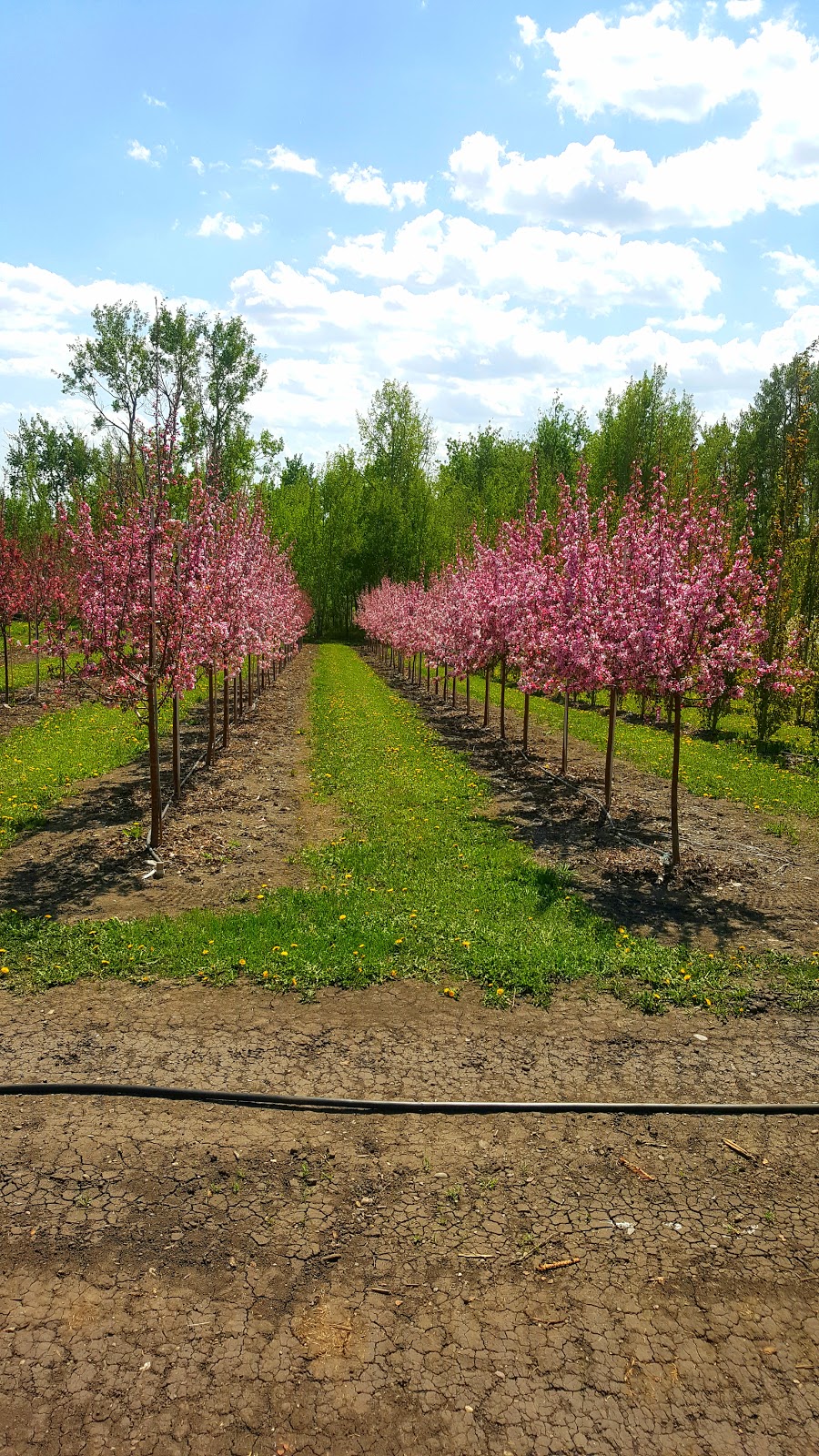 Stewart Tree Farms | 30034 Township Rd 254B, Calgary, AB T3R 1G1, Canada | Phone: (403) 519-9074