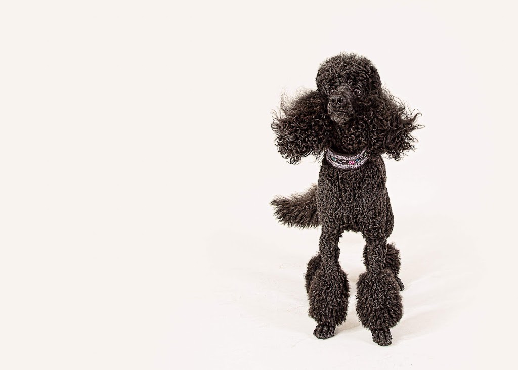 Colors standard poodles | 8068 McArthur Side Rd, Washago, ON L0K 2B0, Canada | Phone: (705) 689-6429