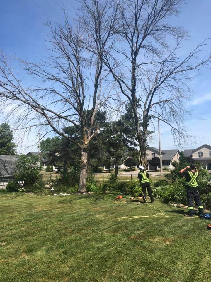 Remers Tree Service | 43889 Hullett McKillop Rd, Walton, ON N0K 1Z0, Canada | Phone: (519) 949-0407