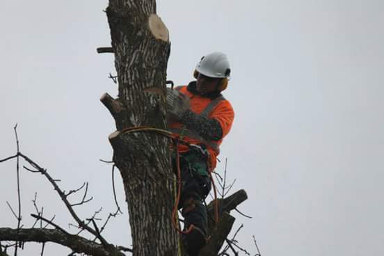 Francis Property and Tree Care | 2780 ON-35, Lindsay, ON K9V 4R4, Canada | Phone: (705) 241-9905