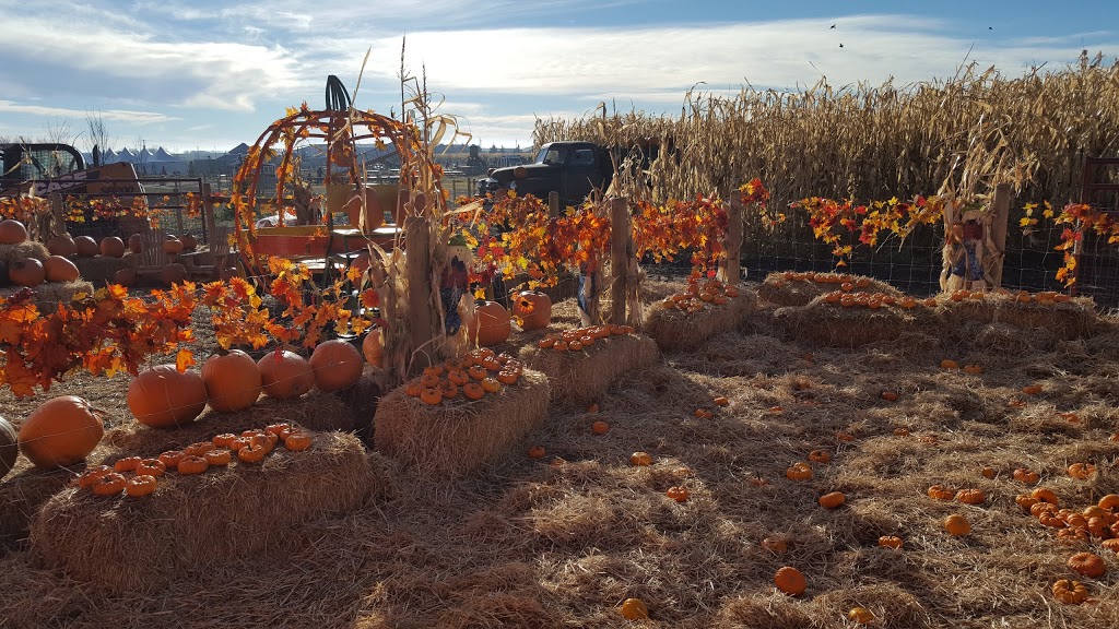 Calgary Corn Maze & Fun Farm | 284022 Township Rd 224, Rocky View No. 44, AB T1X 0J6, Canada | Phone: (403) 648-2719