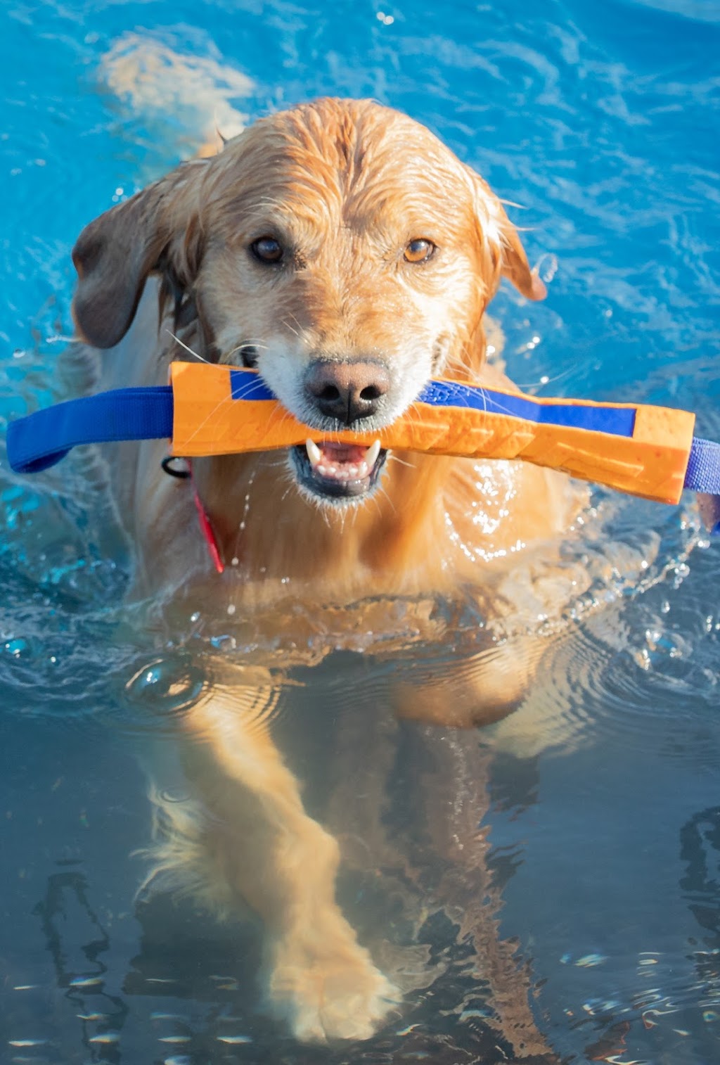 Dog Pool K9, Dog Dock On The Bay | 1221 Bay Rd, Saint Andrews, MB R1A 3S3, Canada | Phone: (204) 819-1797